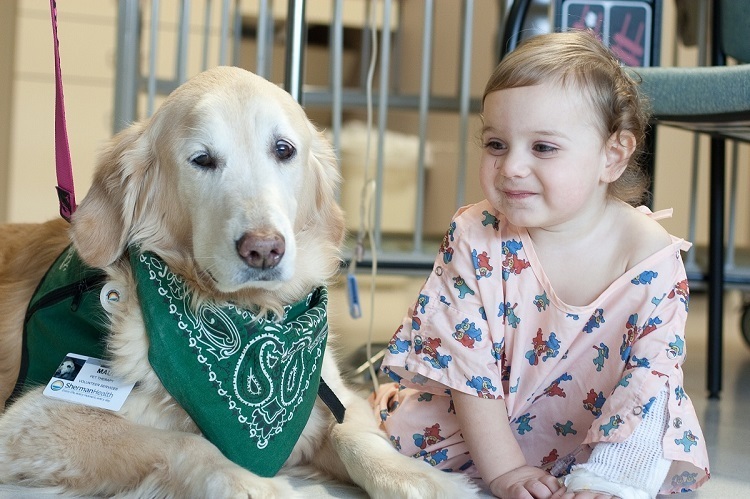 Service Dogs Vs. Therapy Dogs