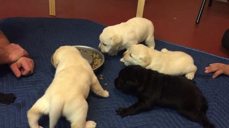Puppy Feeding Guidelines For First Time Owner